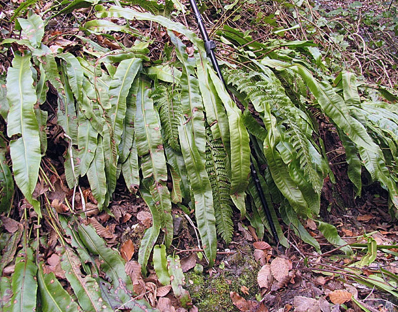 Asplenium scolopendrium